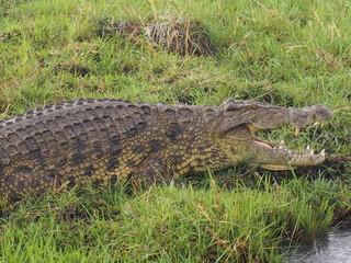 Crocodiles resting by the river, Chobe National Park, Botswana