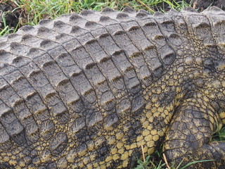 Epidermis of a crocodile, Chobe National Park, Botswana