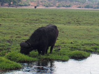 Bison taking a break by the river, Chobe National Park, Botswana
