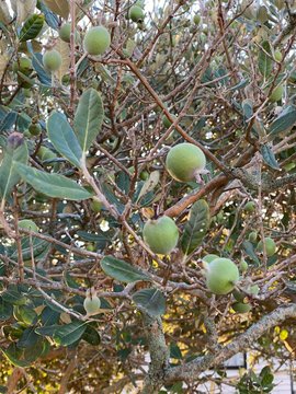 Photo of Fruit of feijoa or Acca sellowiana