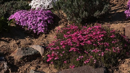 Alpine garden with colorful white, pink and purple flowers, possibly of Phlox, Sedum and Saxiphraga or Dianthus family  sunbathing in afternoon spring sunshine. 