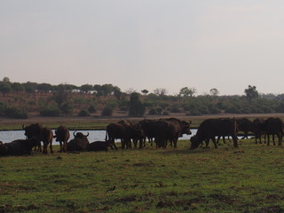 Bison taking a break in the meadow, Chobe National Park, Botswana