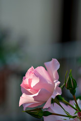 Pink rose in full blooming in Japan