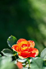 Orange rose in garden in Japan