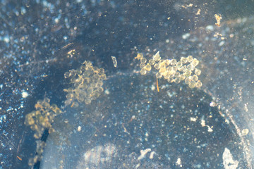Eggs of Japanese rice fish (Oryzias latipes)