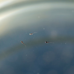 Juvenile of Japanese rice fish (Oryzias latipes)