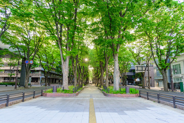 新緑の杜の都　仙台