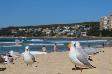 seagulls on the beach