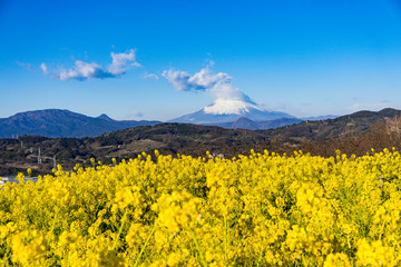 二宮市の菜の花畑と富士山