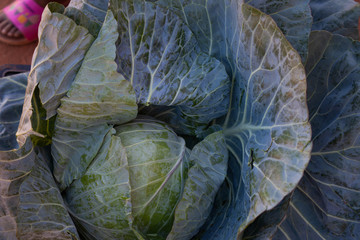 A fresh ripe cabbage head A fresh ripe cabbage head