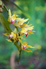 Naklejka na ściany i meble Cymbidium aloifolium orchid flower in the wild