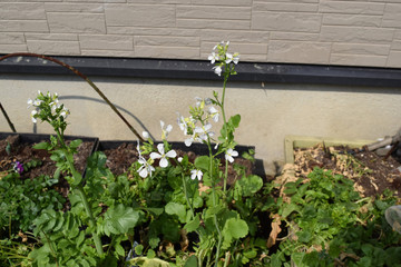 大根の花