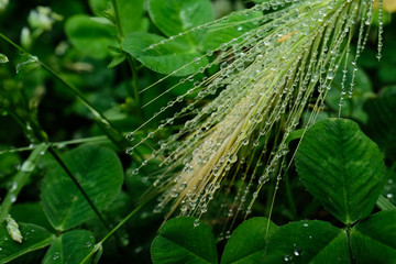 草についたたくさんの水滴。Closeup macro water drops on green grass.
