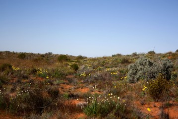 Simpson Desert