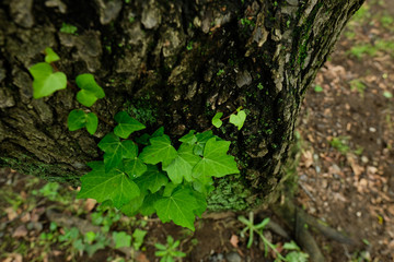 蔦絡む森の木。Plants ivy. Vines on tree in a forest, Tokyo Japan.