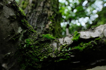 Obraz premium 苔むす森の木。green and blue moss in a forest, Tokyo Japan.
