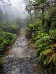 Foggy image of path in Blue Mountain National Park, New South Wales, Australia, 