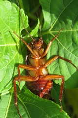 American cockroach in Florida wild, closeup