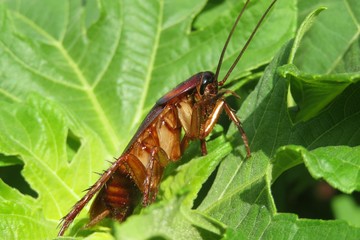 Tropical american cockroach on plant in Florida nature, closeup