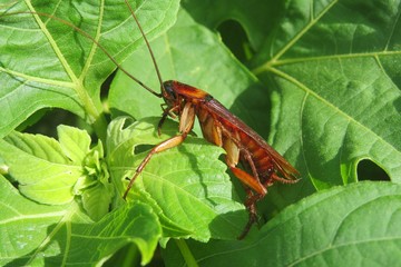 Tropical american cockroach on leaves in Florida wild, closeup