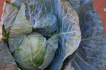 A fresh ripe cabbage head
