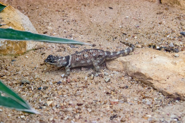 the closeup image of the MacDougall's Spiny Lizard (Sceloporus macdougalli)