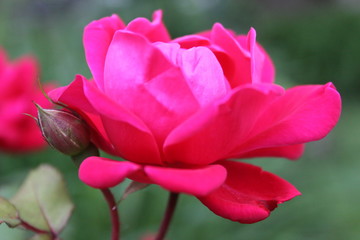 Red Roses in Bloom 2020 4c