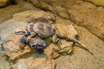 the closeup image of the lizard