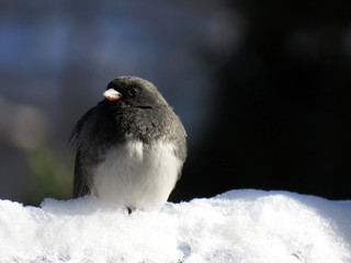 Close-up of a jonco in the snow