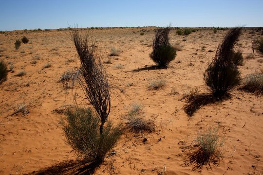 Simpson Desert with tumbleweeds.