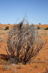 Simpson Desert with tumbleweeds.