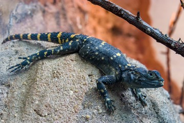 Stellagama is a monotypic genus of agamid lizard, containing the single species starred agama(Stellagama stellio).  It can be found in Greece, Israel, Cyprus, western Asia and northern Egypt.
