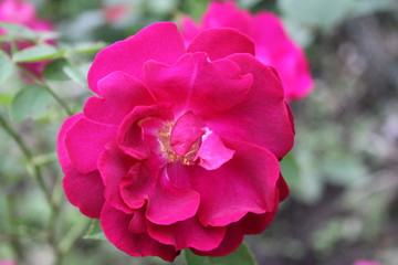 Red Roses in Bloom 2020 15c