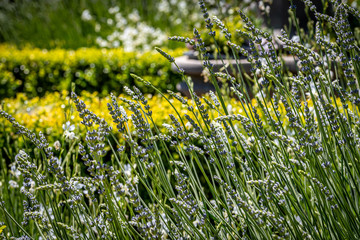 Obraz premium Green English Garden in Summer