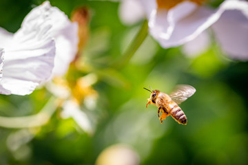 Honey Bee Hovering with Pollen