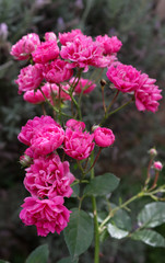 Flores