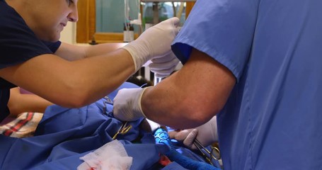 Surgeon operating a dog in operation theater - Powered by Adobe