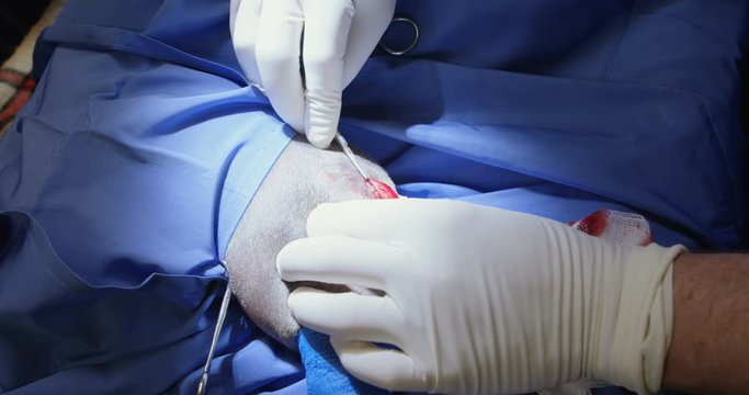 surgeon operating a dog in operation theater