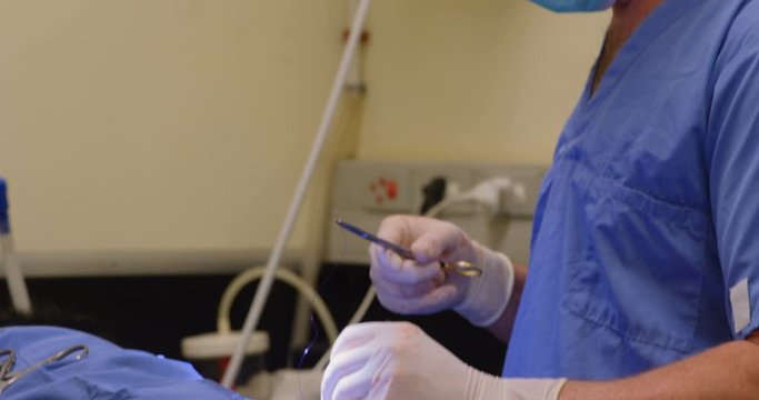 Surgeon operating a horse in operation theater