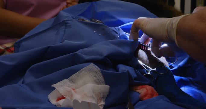 Surgeon operating a dog in operation theater