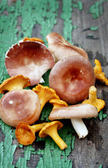 Mushrooms are chanterelles and russules.  In the style of country.  copy space