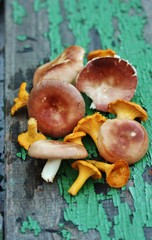 Mushrooms are chanterelles and russules.  In the style of country.  copy space