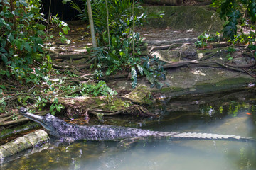 The gharial (Gavialis gangeticus) rests in the pond.
It is a crocodilian in the family Gavialidae, native to sandy freshwater river banks in the plains of the northern part of the Indian subcontinent.