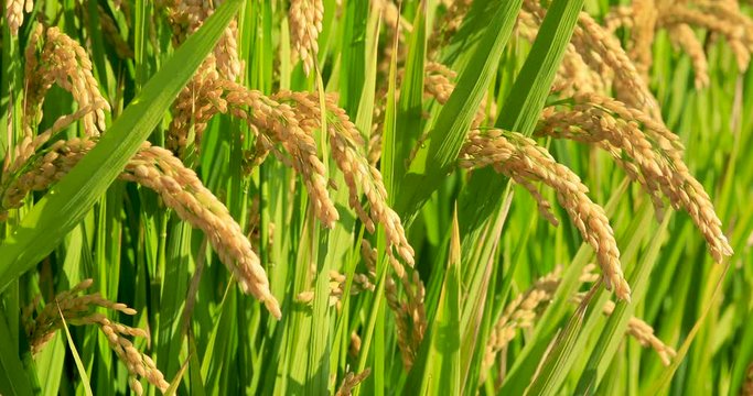 Ripe rice in the countryside farm,autumn harvest season.the ear of rice sways in the wind.