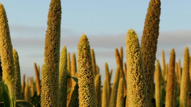 Pearl Millet Field in Gujarat India.the Crop is Know as Bajra or Bajri Agriculture,egyptian millet, feterita, Guinea corn,jowar,selective focus,bajra (Pearl millet) in the field,