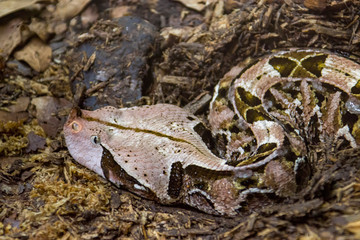 The Gaboon viper (Bitis gabonica) is a viper species found in the rainforests and savannas of sub-Saharan Africa.
Like all vipers, it is venomous. It is the largest member of the genus Bitis.