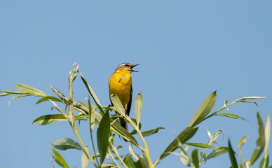A male yellow wagtail (Motacilla flava) gives an alarm call while sitting on a branch of a tallow tree. Khanty-Mansiysk. Western Siberia. Russia.