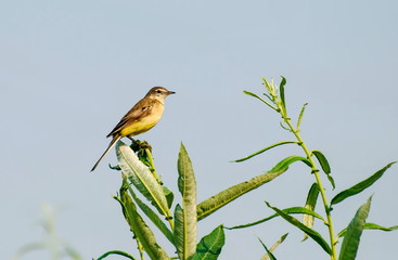 A female yellow wagtail (Motacilla flava) sits on a branch of a tallow tree on a Sunny morning. Khanty-Mansiysk. Western Siberia. Russia.
