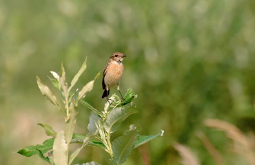 A female collared bushchat (Saxicola torquata) sits on a branch of a tallow tree on a Sunny morning. Khanty-Mansiysk. Western Siberia. Russia.
