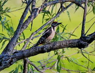 Great spotted woodpecker ( Dendrocopos major) sitting among the branches of a tree on a Sunny morning. Khanty-Mansiysk. Western Siberia. Russia.